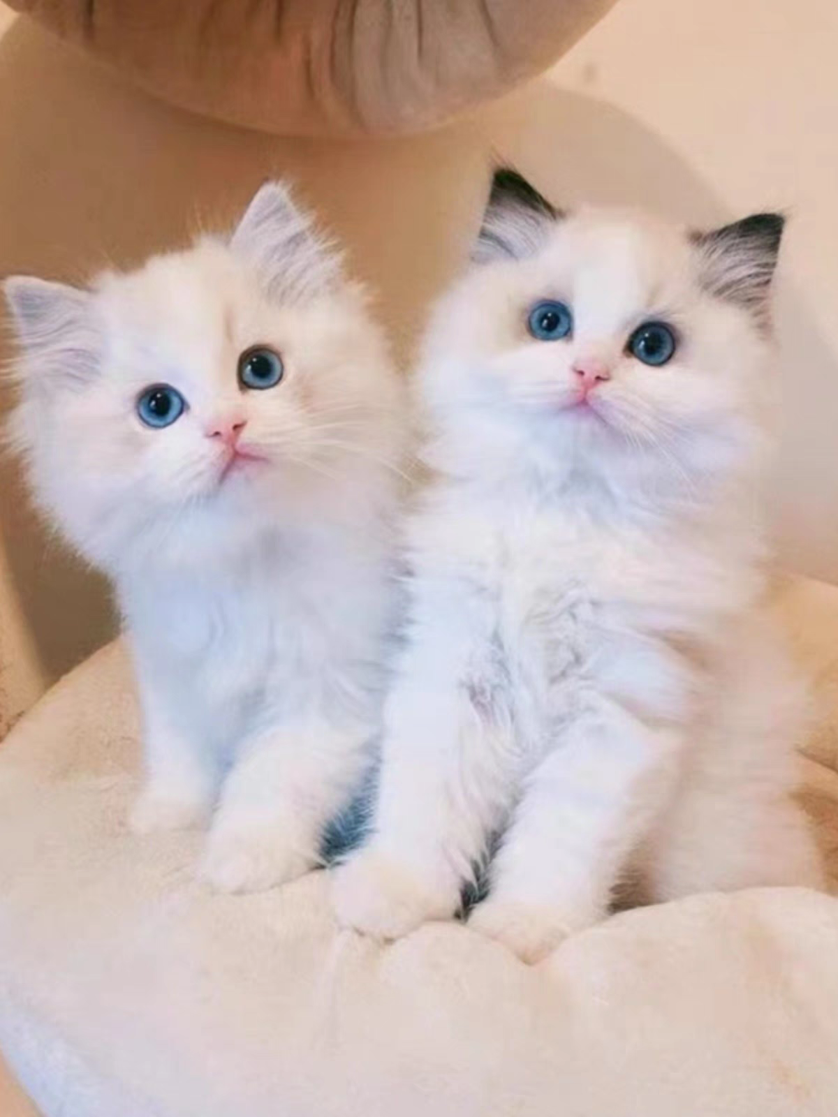 猫舍直销批发价格出售布偶猫